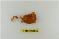 藏品(頑強黎明蟹)的圖片